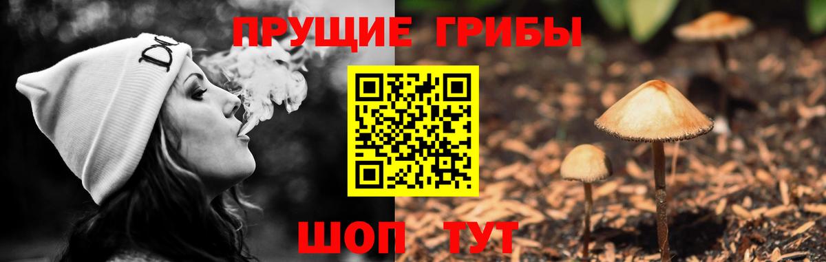 Галлюциногенные грибы Psilocybe Москва